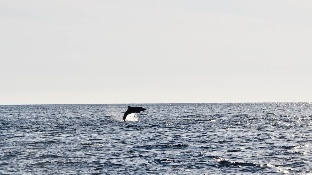 Tursiops truncatus